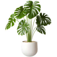 Monstera Plants in modern pot or vase isolated on transparent background. Generative AI png