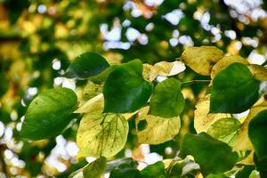fall background leaf photo