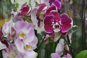 Close-up of branches of blooming pink phalaenopsis orchids. Decorative indoor flowers. Lots of tropical colorful flowers. photo