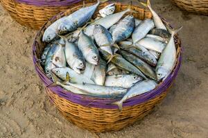 rows of drying mackerel or saba fish on road by ocean in Indian village. poor areas of goa photo