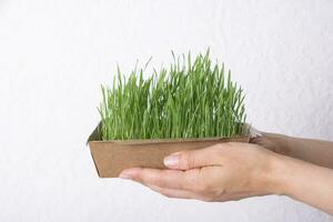 Sprouted microgreen wheat in female hands. Healthy superfood home growth photo