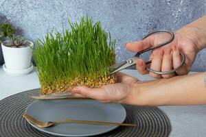 Microgreen wheat and scissors in female hands. Healthy superfood home growth photo