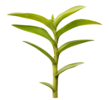 orchidée vert feuille png