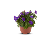 decoratief bloemen in potten besnoeiing uit geïsoleerd transparant achtergrond png