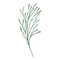 acuarela verde hoja clipart png