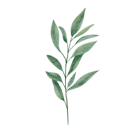 acuarela verde hoja clipart png