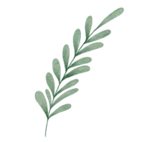 Watercolor Green Leaf Clipart png