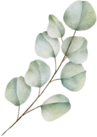 vattenfärg eukalyptus blad klämma konst png