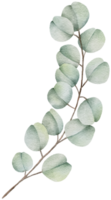 vattenfärg eukalyptus blad klämma konst png