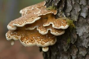 Polypore fungi tree growth wild forest. Generate Ai photo