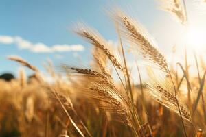 Golden Grass Field on a Sunny Summer Day, A Serene and Beautiful Landscape. AI Generative photo