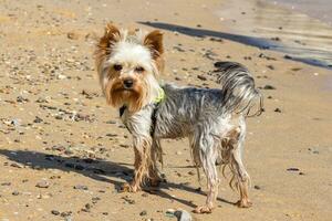 Young Yorkshire terrier is walking and having fun on the beach. Feel free concept photo