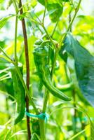 Close up of ripe green chili pepper growing in the vegetable garden photo