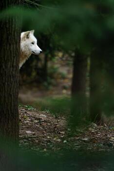 retrato de ártico lobo en zoo foto