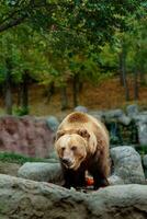 Portrait of Kamchatka brown bear photo