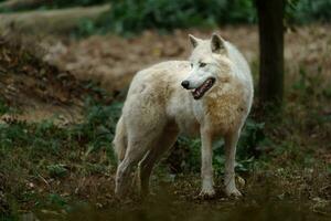 Portrait of Arctic wolf in zoo photo