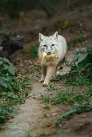 Portrait of Corsac fox in zoo photo