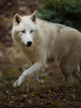 retrato de ártico lobo en zoo foto