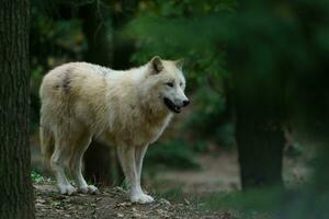 Portrait of Arctic wolf in zoo photo