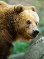 retrato de Kamchatka marrón oso foto