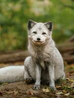 Portrait of Arctic fox in zoo photo