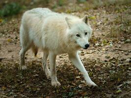 Portrait of Arctic wolf in zoo photo