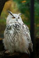 Portrait of Eurasian eagle owl photo