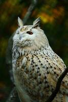 retrato de eurasiático águila búho foto