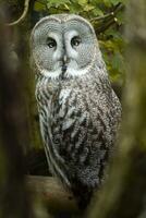 Great grey owl on tree photo