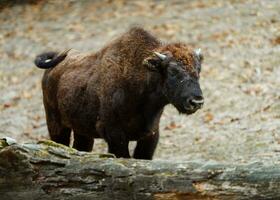 Portrait of American bison in zoo photo