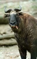 Portrait of Mishmi takin in zoo photo