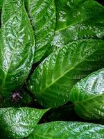 higo del congo dorstenia elata superficie de hoja verde oscuro y brillante de plantas de la selva tropical foto