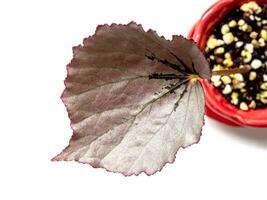 Sparkling silver shimmer on the surface of Begonia leaf photo