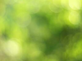 Natural outdoors bokeh background in green and yellow tones, Blurred green tree leaf background with bokeh photo