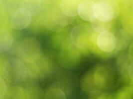 Natural outdoors bokeh background in green and yellow tones, Blurred green tree leaf background with bokeh photo