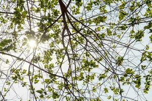 hojas en el cielo brillante y el fondo de la luz del sol foto