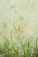 The movement blured grass flower in wind beside the concrete wall photo