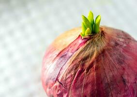 New bud leaves of red onion photo