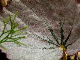 Sparkling silver shimmer on the surface of Begonia leaf photo