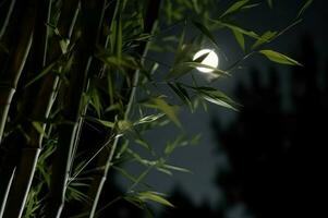 Bamboos moon light nature outdoor. Generate Ai photo