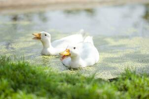 white duck swimming on a pond photo