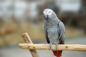 African Grey parrot portrait isolated and perched on wood. Psittacus erithacus photo