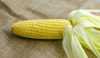 Single sweet corn cob on brown sackcloth background. side view photo