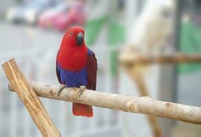 rojo loro retrato aislado y encaramado en madera. psitácidos foto