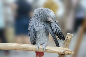 African Grey parrot portrait isolated and perched on wood. Psittacus erithacus photo
