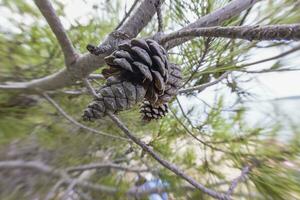 Close-up of a pine cone in daylight photo