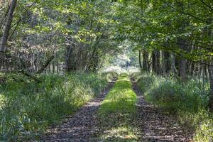 imagen a lo largo un camino mediante un verano bosque foto