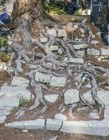 Picture of tree roots overgrowing an old stone staircase photo