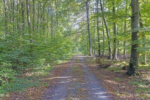 Picture along a path through a summer forest photo