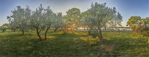 Panoramic picture of an olive grove at sunset photo